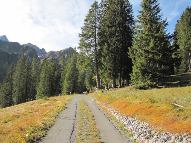 kurz nach Punkt 1546 m.ü.M. wandert man ein kurzes Stück auf der Alpstrasse