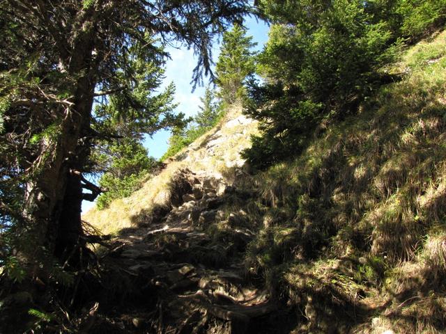 es wird ein kleiner Föhrenwald durchquert