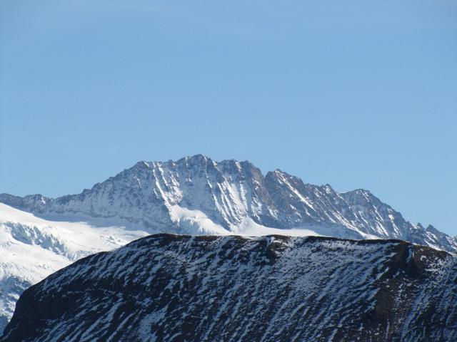 Ewigschneehorn