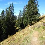 kurz nach Brunni taucht der Wanderweg in den Wald hinein