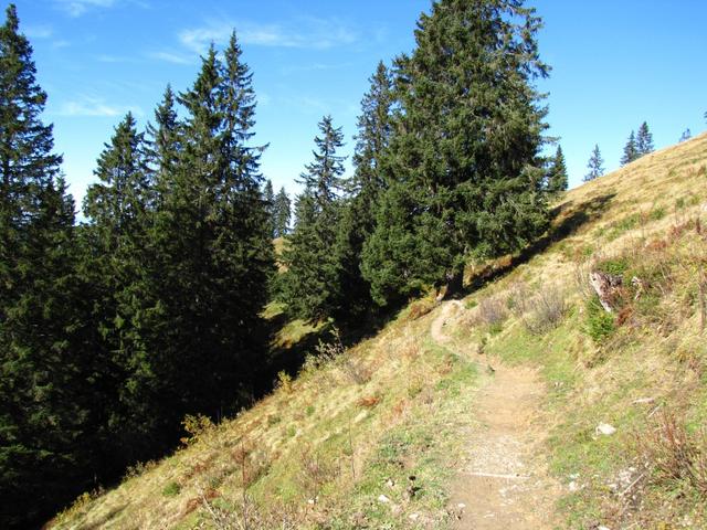 kurz nach Brunni taucht der Wanderweg in den Wald hinein