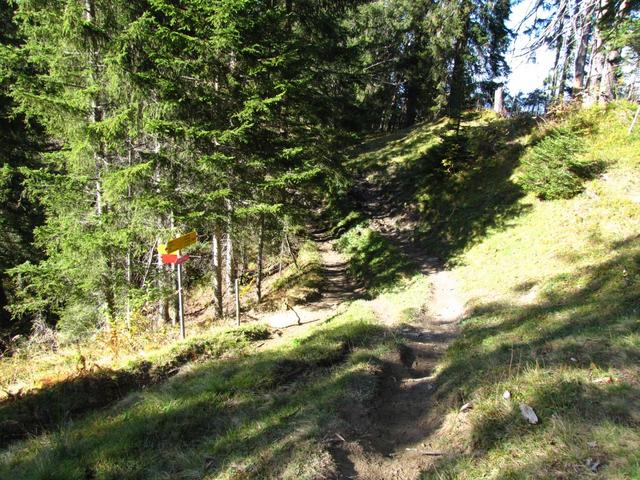 dichter Tannenwald und Waldlichtungen wechseln sich ab