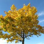 ja, der Herbst zeigt sich zurzeit von der schönsten Seite