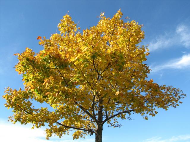 ja, der Herbst zeigt sich zurzeit von der schönsten Seite