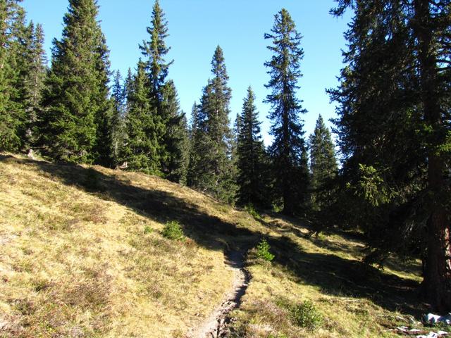 kurz nach Allmeinihütta führt uns der Wanderweg in den Wald von Usser Röngg