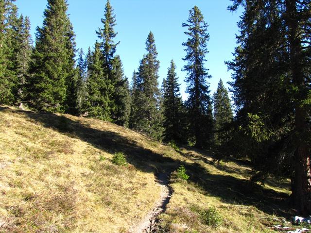 kurz nach Allmeinihütta führt uns der Wanderweg in den Wald von Usser Röngg