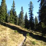 kurz nach Allmeinihütta führt uns der Wanderweg in den Wald von Usser Röngg