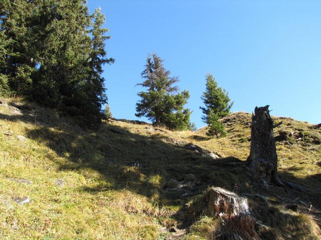 wir haben die Waldgrenze erreicht