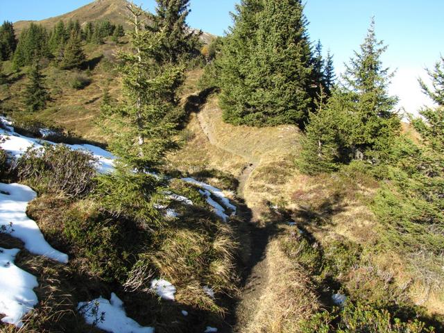 der schöne Wanderweg schlängelt sich zwischen den Tannen