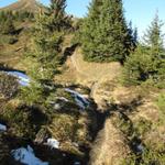 der schöne Wanderweg schlängelt sich zwischen den Tannen