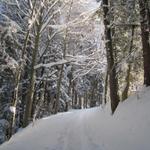 durch den tiefverschneiten Wald