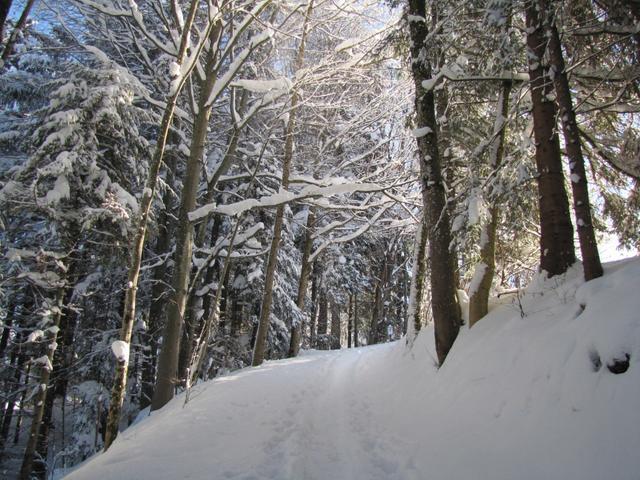 durch den tiefverschneiten Wald