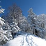 der Schneeschuhweg führt in den Wald hinein