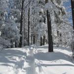 einfach traumhaft dieser tief verschneite Wald