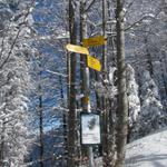 bei der Abweigung führt der bessere Weg aufwärts, also geradeaus