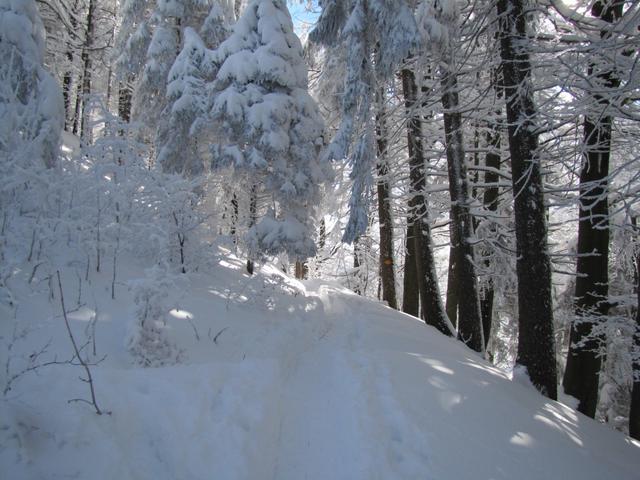 hier ist es wie im Film Narnia. Ein richtiger Märchenwald