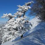 wieviel Kilo Schnee muss dieser Baum wohl tragen?