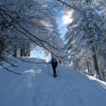 durch schattigen Wälder