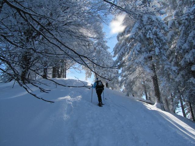 durch schattigen Wälder