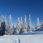 wir befinden uns nicht in Norwegen oder Finnland. Wir sind im Zürcher Oberland