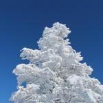 unglaublich aber wahr. Das ist ein Baum