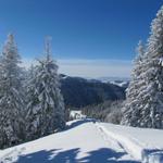 kurz nach dem Schnebelhorn beginnt ein super schönes Teilstück