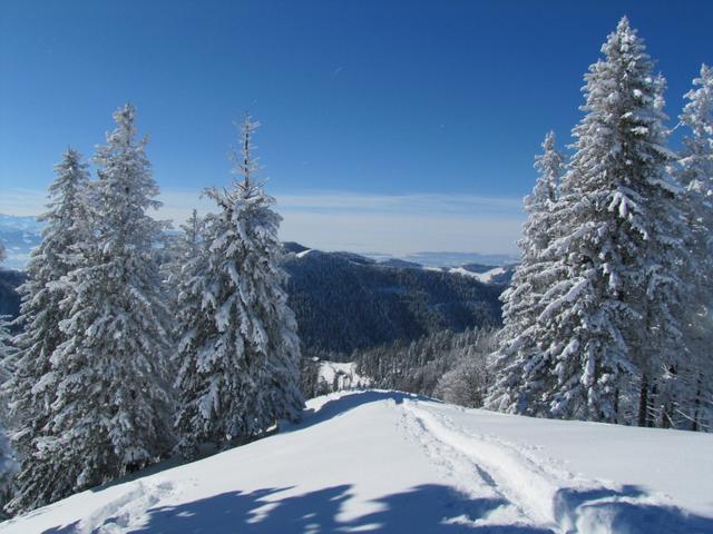 kurz nach dem Schnebelhorn beginnt ein super schönes Teilstück