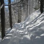 der Weg führt durch einen kleinen Wald