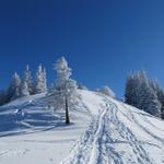 Schneeschuhtour Steg - Schnebelhorn - Steg 10.2.2013