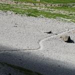 Bergtour Allmenalp - Bunderspitz - Alpschelehubel 8.8.2012