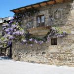 ein unter Denkmalschutz stehende Haus, wird von einer Glycine regelrecht umschlungen