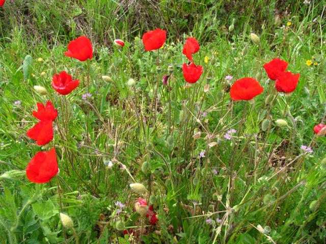 schöne Mohnblumen am Wegesrand