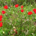 schöne Mohnblumen am Wegesrand