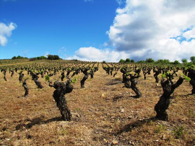 die Qualität des Bierzo Wein ist mit dem vom Rjoia Gebiet vergleichbar