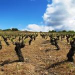 die Qualität des Bierzo Wein ist mit dem vom Rjoia Gebiet vergleichbar