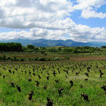 schönes Breitbildfoto vom Rebgebiet des Bierzo's, kurz vor Cacabelos