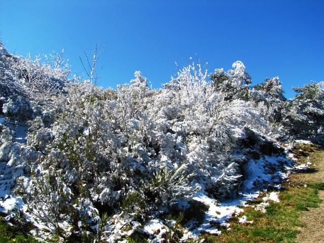 Ginster eingepackt im weissen Schnee