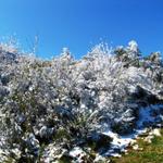 Ginster eingepackt im weissen Schnee