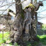 dieser Kastanienbaum ist angeblich über 800 Jahre alt