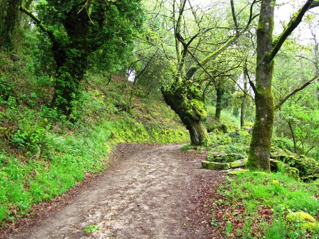 der Weg führt über einen kurzen, aber kräftigen Anstieg durch einen Laubwald mit herrlichen alten Eichen