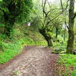 der Weg führt über einen kurzen, aber kräftigen Anstieg durch einen Laubwald mit herrlichen alten Eichen