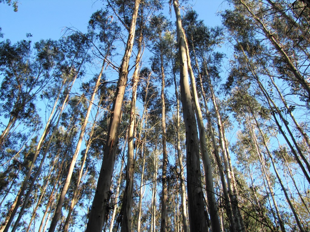 die ersten Eukalyptus Bäume tauchen auf. Sie sind riesig