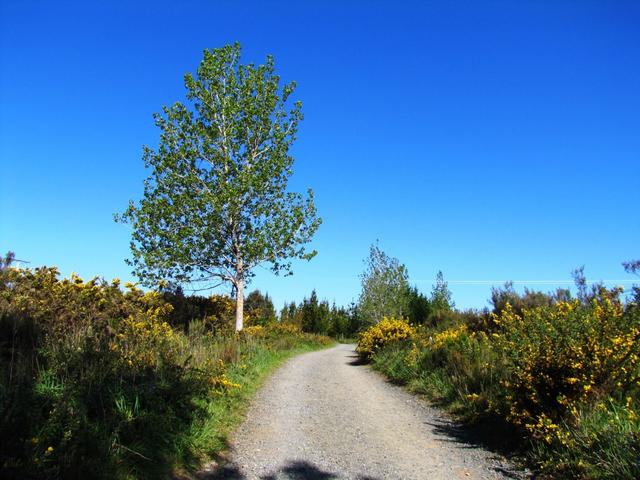 auf dem Weg nach Furelos