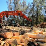 die Eukalyptuswälder werden in Galicien intensiv für die Papierherstellung, Möbel oder Muschelbänken genutzt