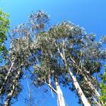 die Eukalytusbäume überragen alle andern Bäume