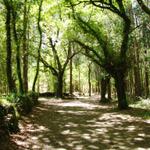 in San Antón führt der Weg durch einen grossen Wald mit alten Eichen