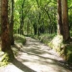 kurz vor Amenal führt der camino wieder durch einen schönen Eichenwald