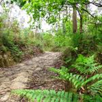 auf diesem Teilstück wähnt man sich in einem Urwald. Farne und Eukalyptusbäume soweit das Auge reicht