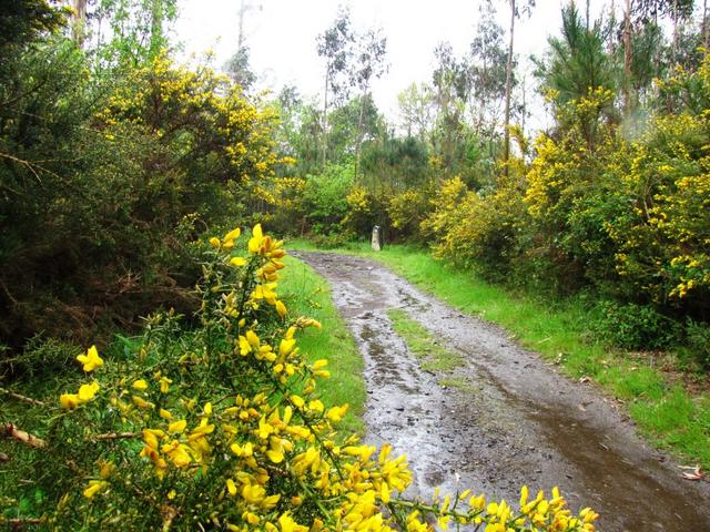 riesige Ginstergebüsche begleiten uns nun auf dem Weg nach Vilaserío