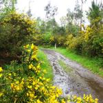 riesige Ginstergebüsche begleiten uns nun auf dem Weg nach Vilaserío